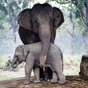 Elephants