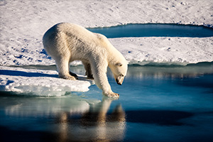 Majestic-polar-bear-touching-sea-surface